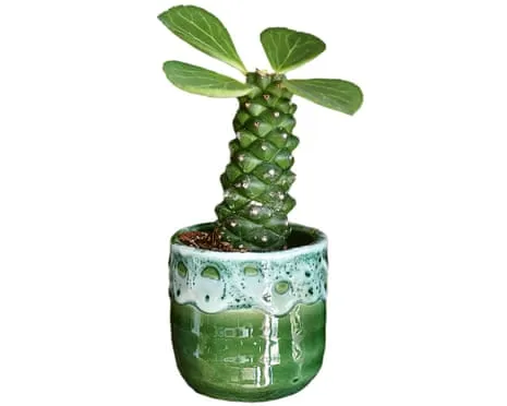 Can This Euphorbia Once Again Sprout Again?